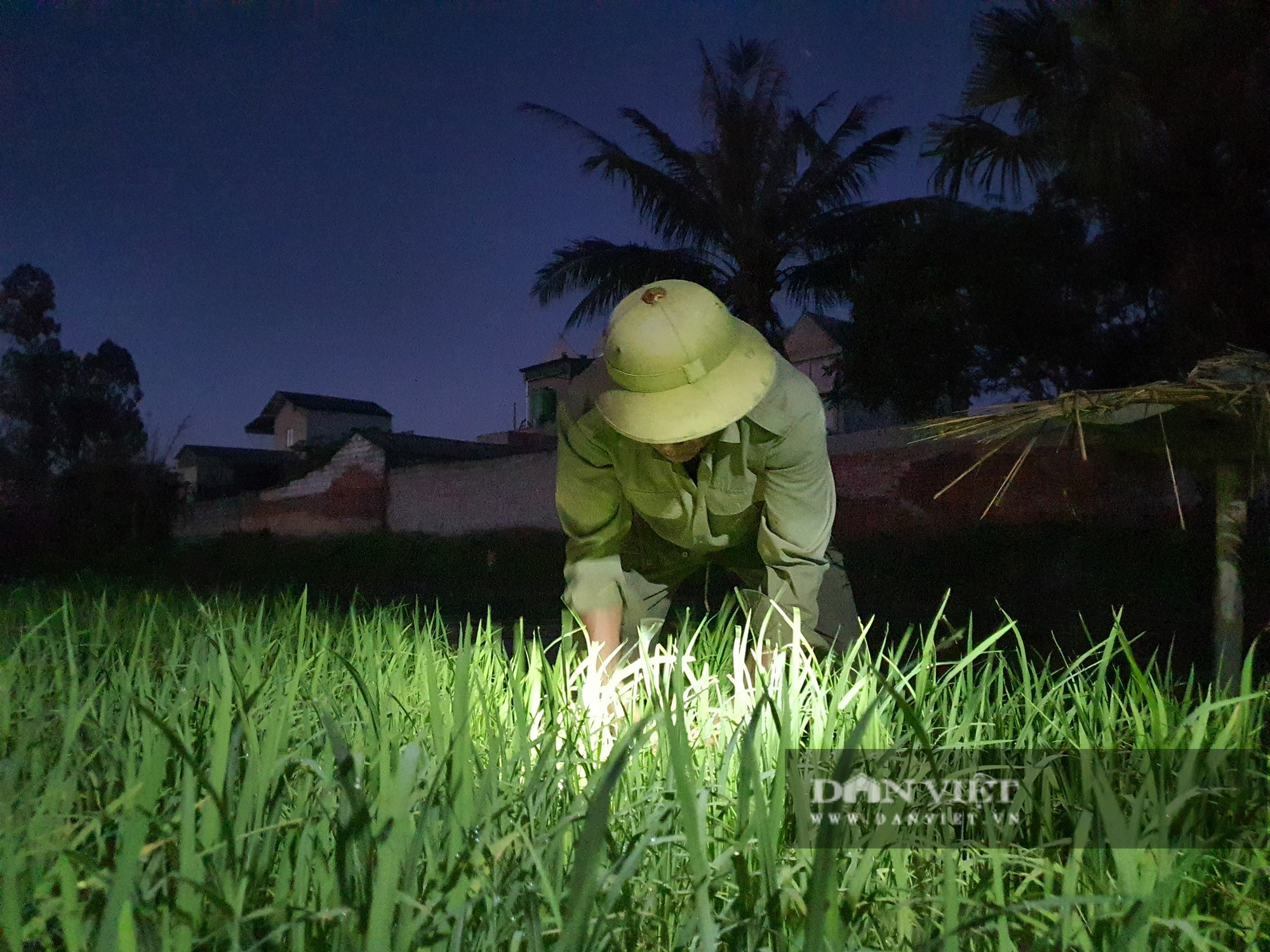 Thanh Hoá: Nắng nóng 40C nông dân Thanh Hóa chong đèn đi cấy lúa đêm  - Ảnh 9.