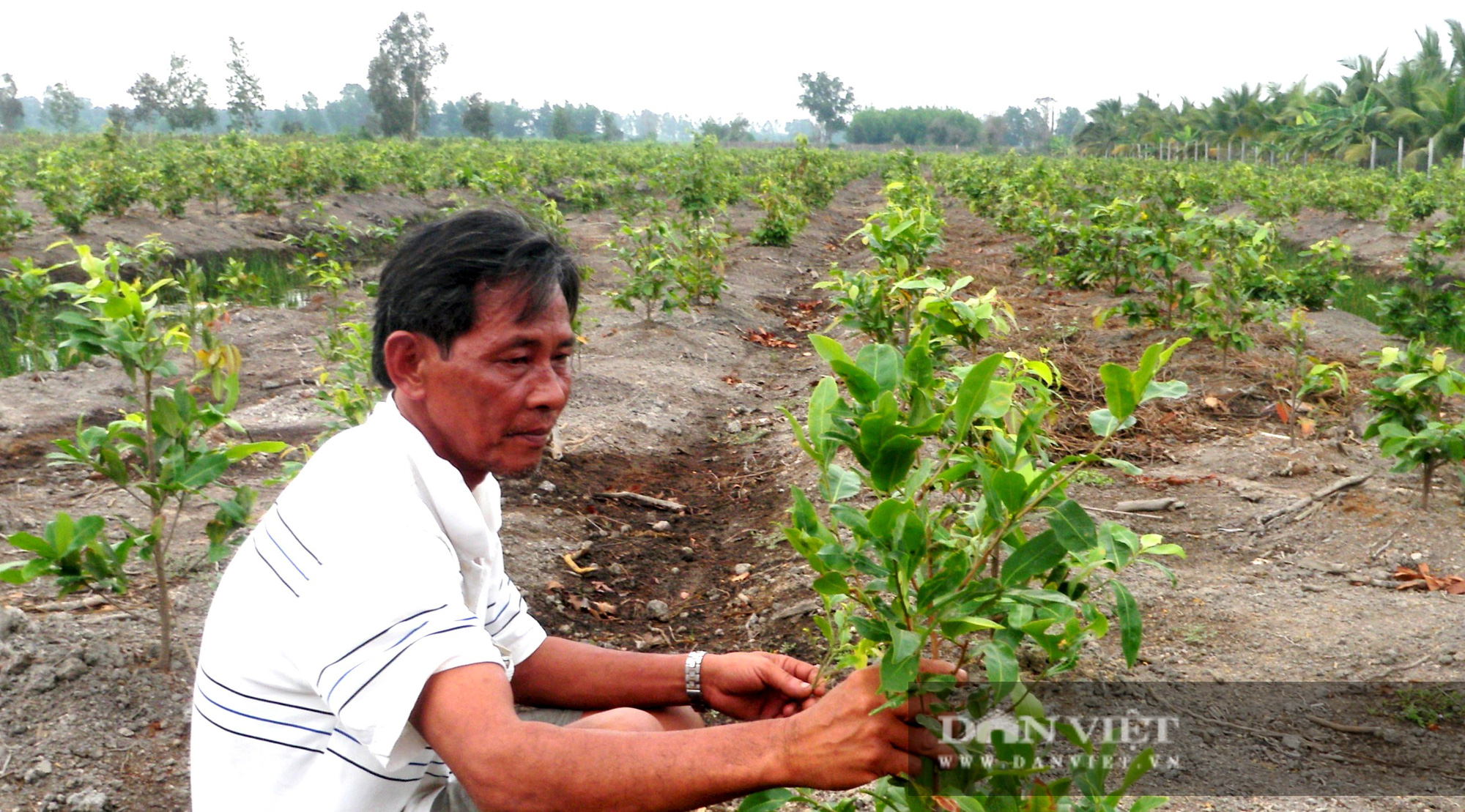 TP.HCM: Ông nông dân mỗi tuần bỏ một ngày ương loại hoa này, thu nhập 200 triệu đồng/năm - Ảnh 1.