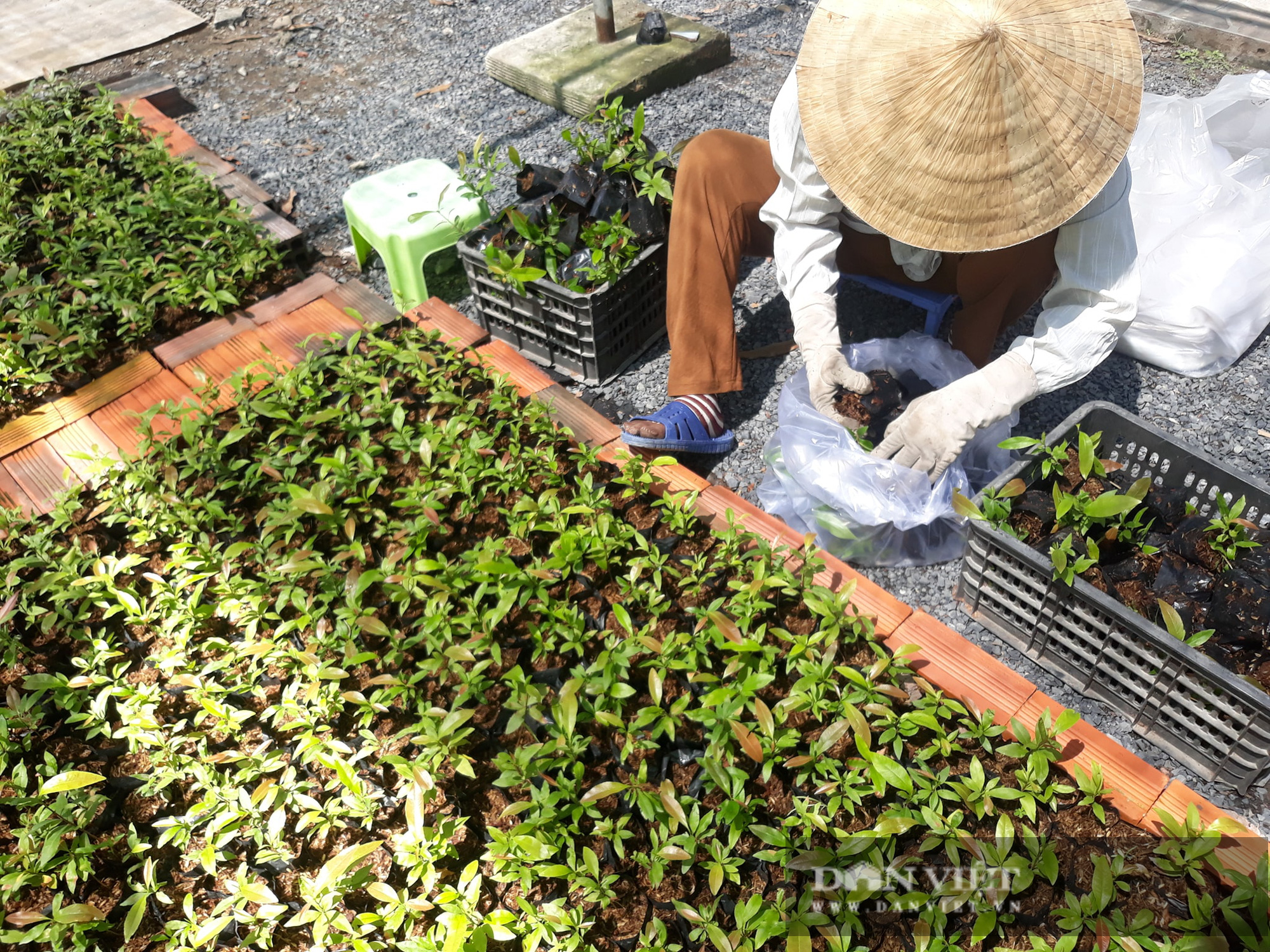 TP.HCM: Ông nông dân mỗi tuần bỏ một ngày ương loại hoa này, thu nhập 200 triệu đồng/năm - Ảnh 4.