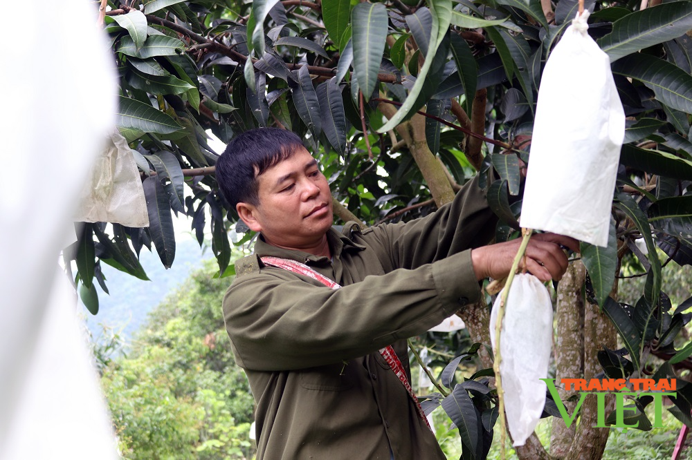 Sơn La lên kế hoạch tiêu thụ và xuất khẩu nông sản ứng phó với dịch Covid-19 - Ảnh 2.