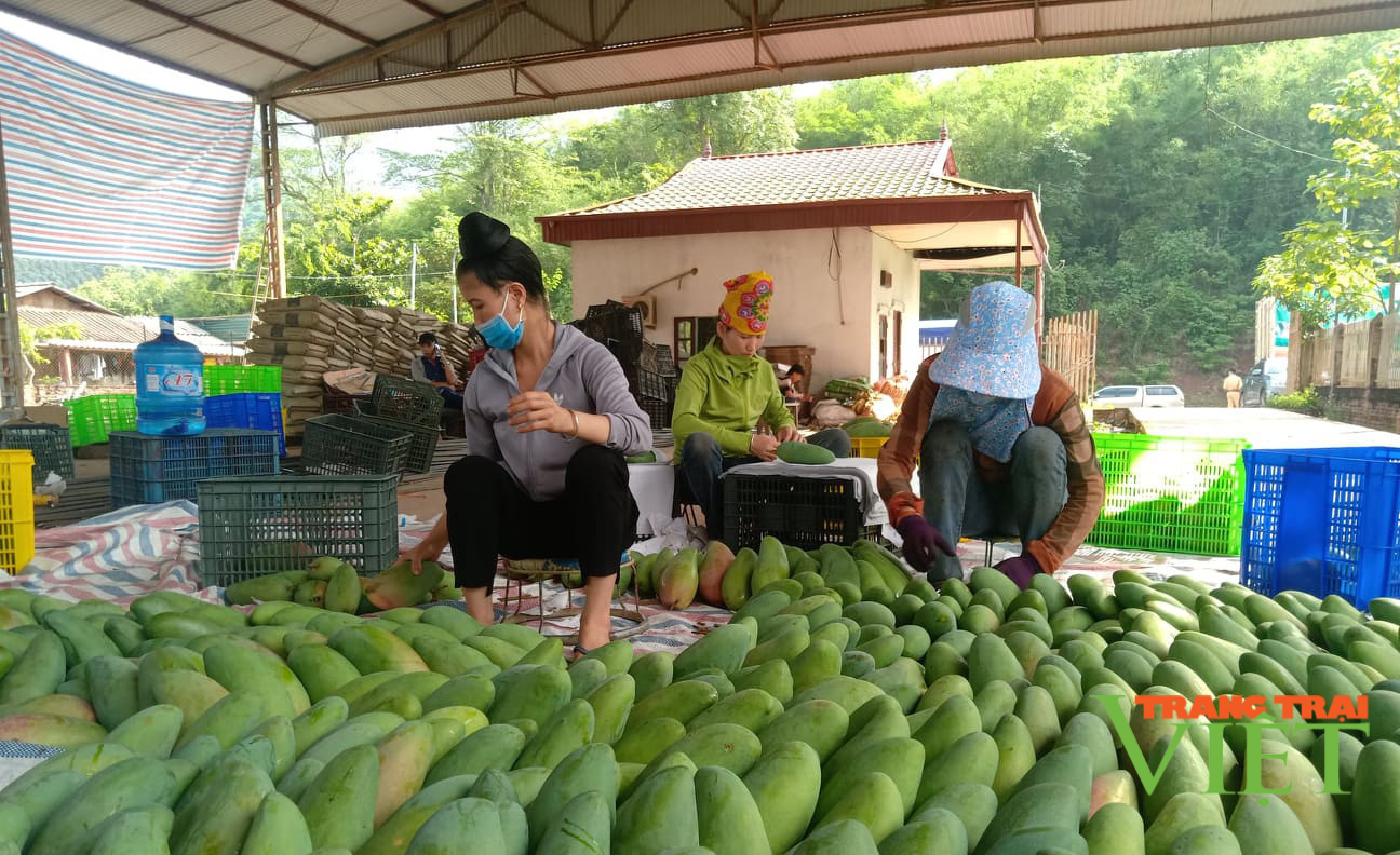 Sơn La lên kế hoạch tiêu thụ và xuất khẩu nông sản ứng phó với dịch Covid-19 - Ảnh 3.