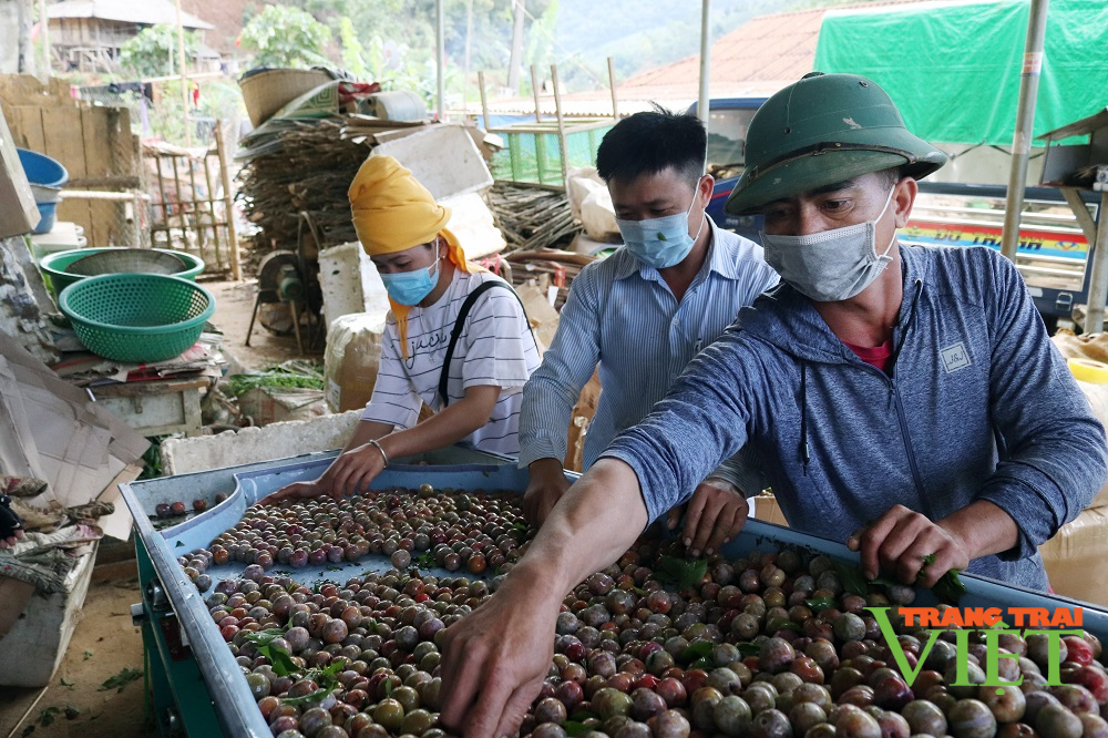 Sơn La lên kế hoạch tiêu thụ và xuất khẩu nông sản ứng phó với dịch Covid-19 - Ảnh 4.