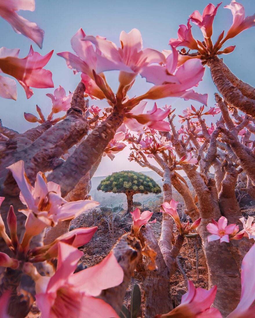 Đảo Socotra – một vùng đất &quot;quái lạ&quot; khiến khách du lịch giật mình - Ảnh 1.