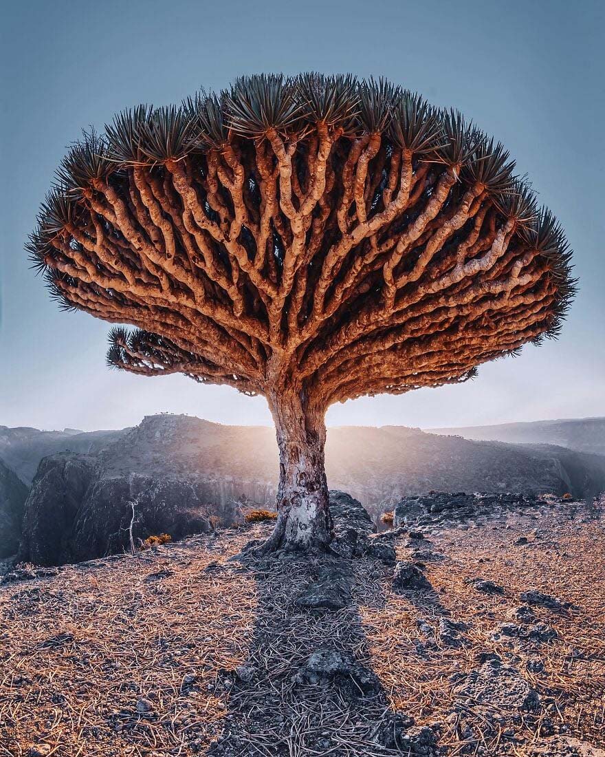 Đảo Socotra – một vùng đất &quot;quái lạ&quot; khiến khách du lịch giật mình - Ảnh 10.