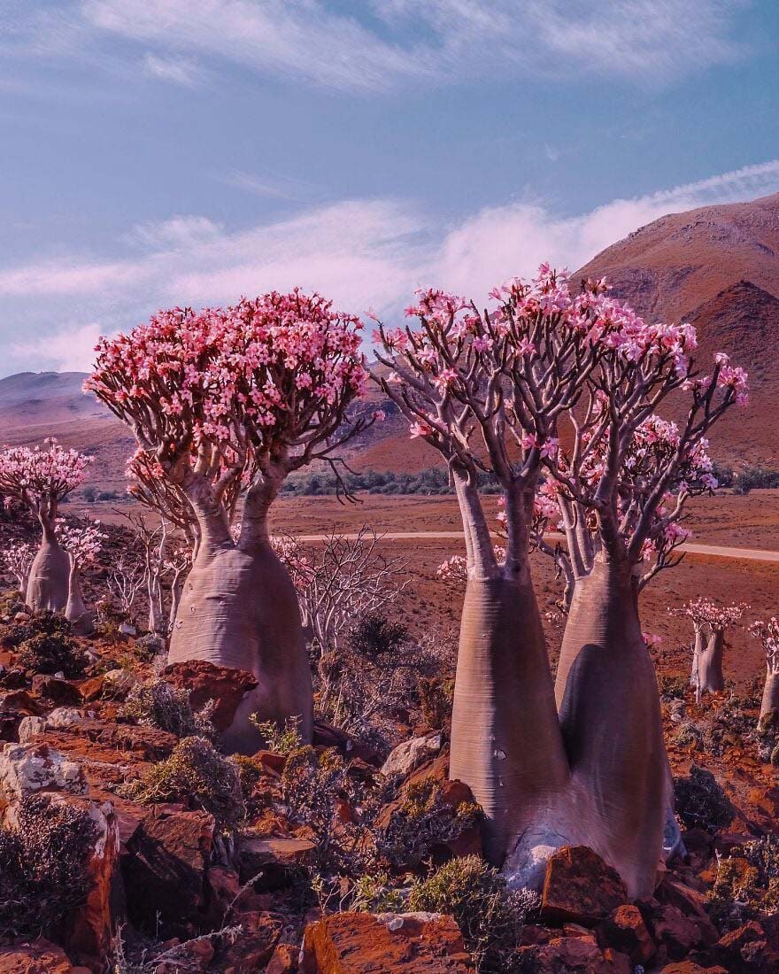 Đảo Socotra – một vùng đất &quot;quái lạ&quot; khiến khách du lịch giật mình - Ảnh 7.