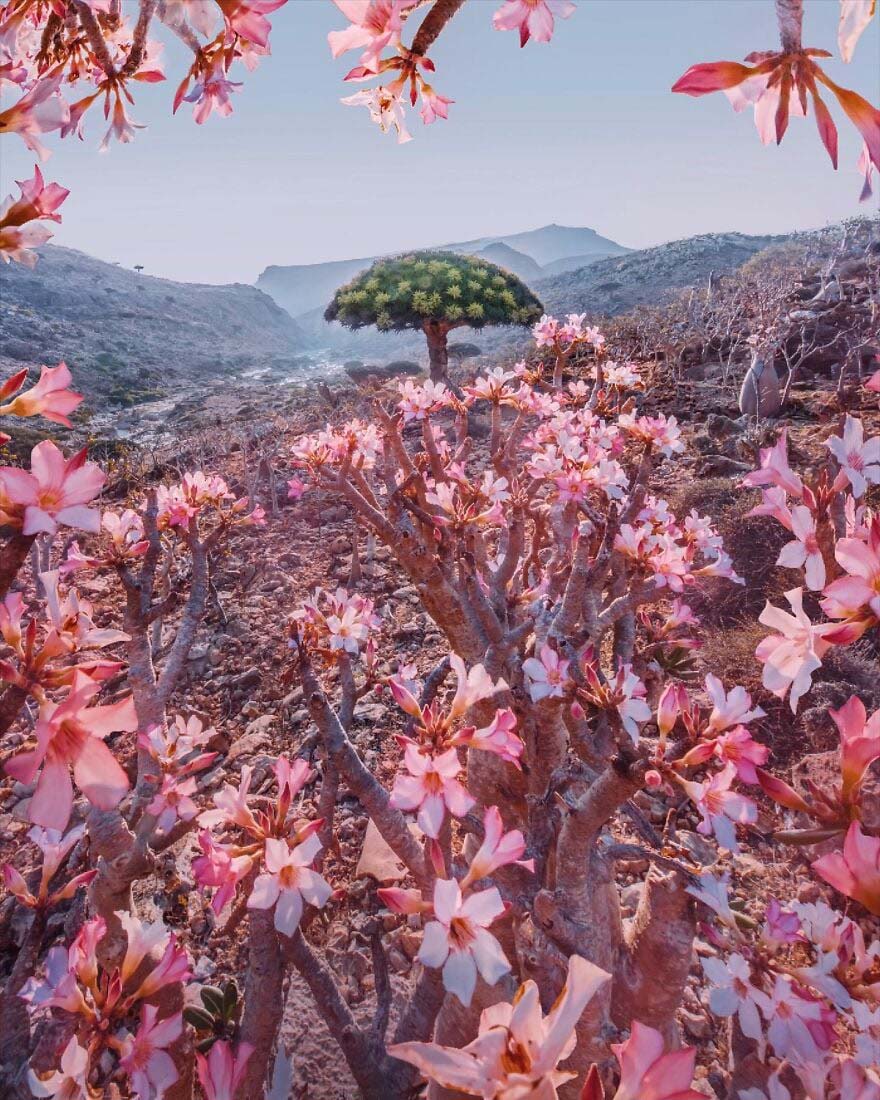 Đảo Socotra – một vùng đất &quot;quái lạ&quot; khiến khách du lịch giật mình - Ảnh 8.