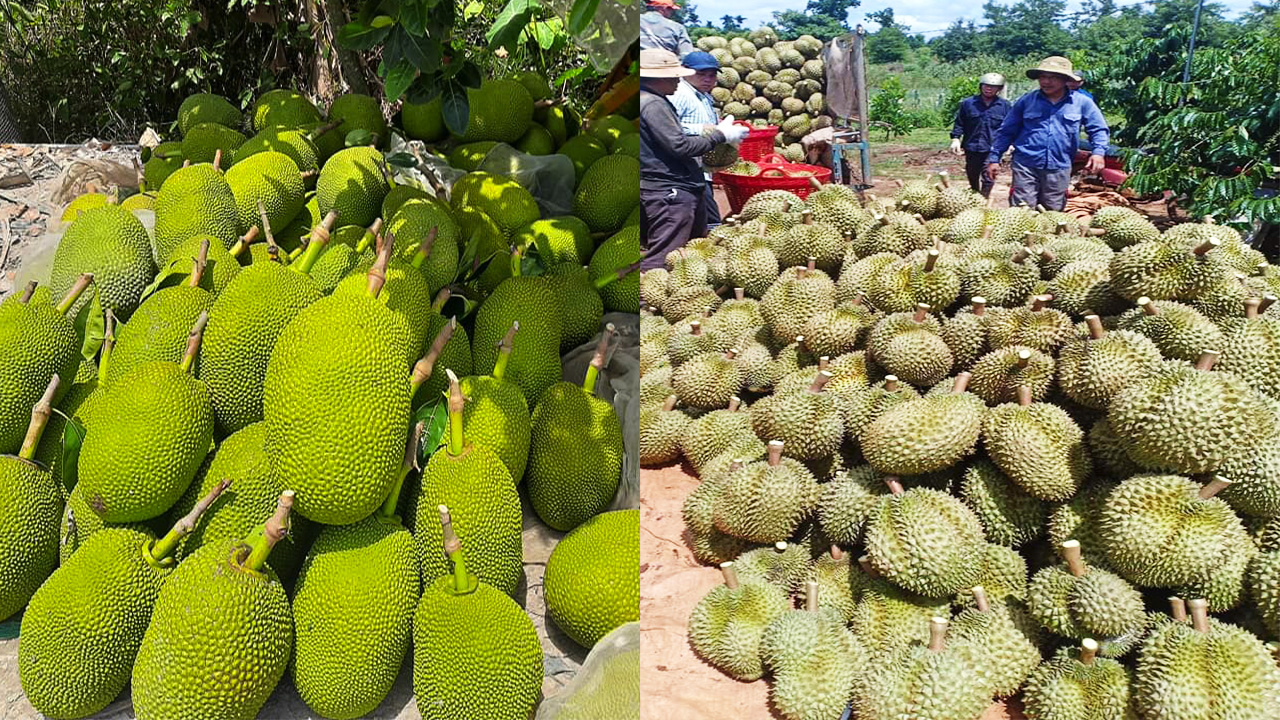 Giá mít Thái hôm nay 23/6: Mít Thái trồng xen sầu riêng hiệu quả không, khoảng cách cây bao nhiêu là vừa? - Ảnh 1.