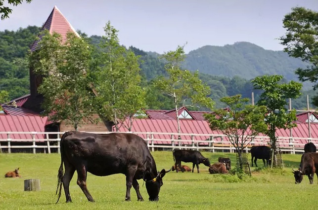 Thịt bò đắt hơn vàng, đúng là tiền nào của nấy nhưng không phải đại gia đố dám &quot;bạo tay&quot;  - Ảnh 6.