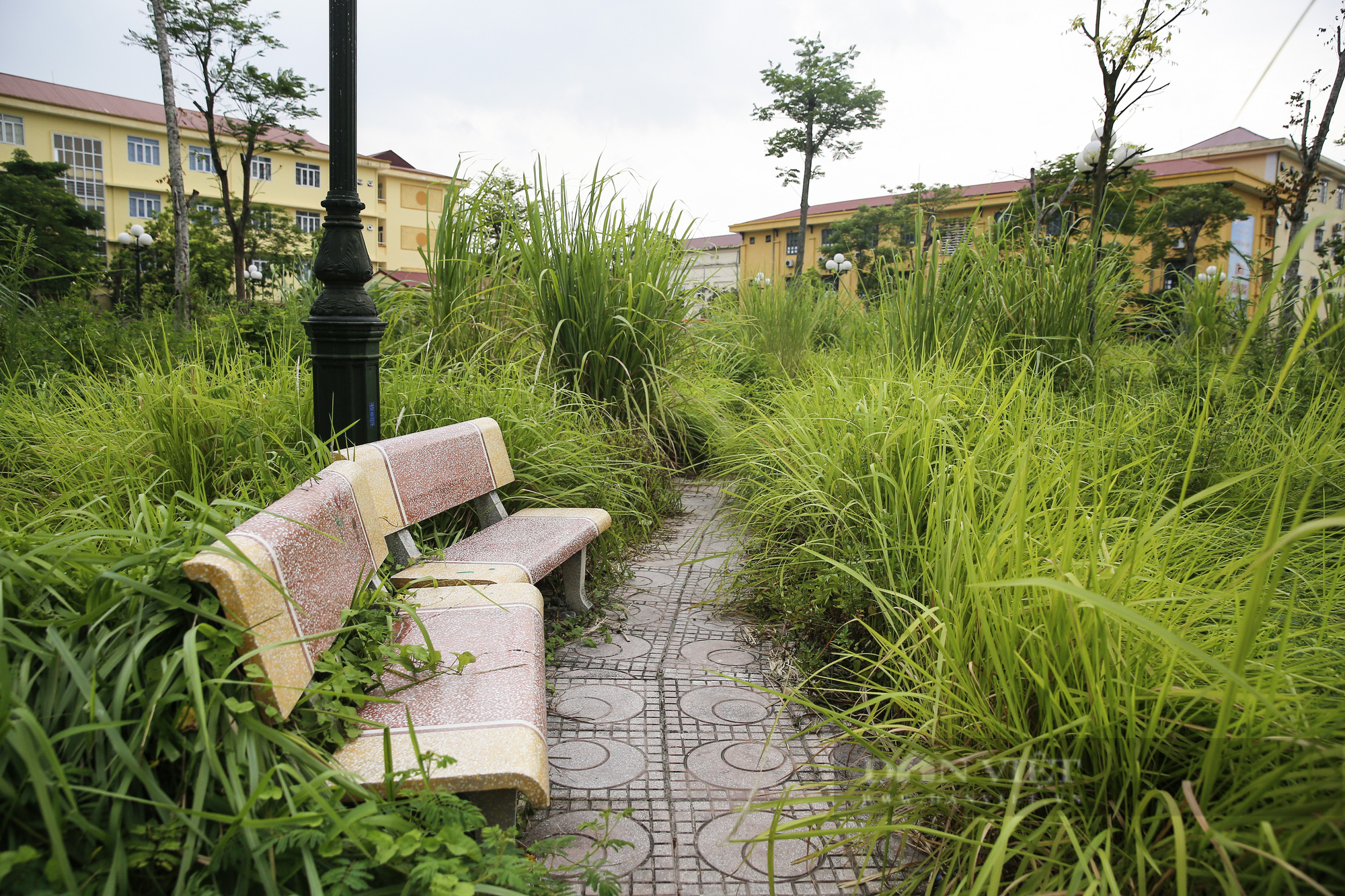 Hà Nội: Cây chết khô, ghế gãy, cỏ mọc um tùm tại công viên phường Trần Phú - Ảnh 2.