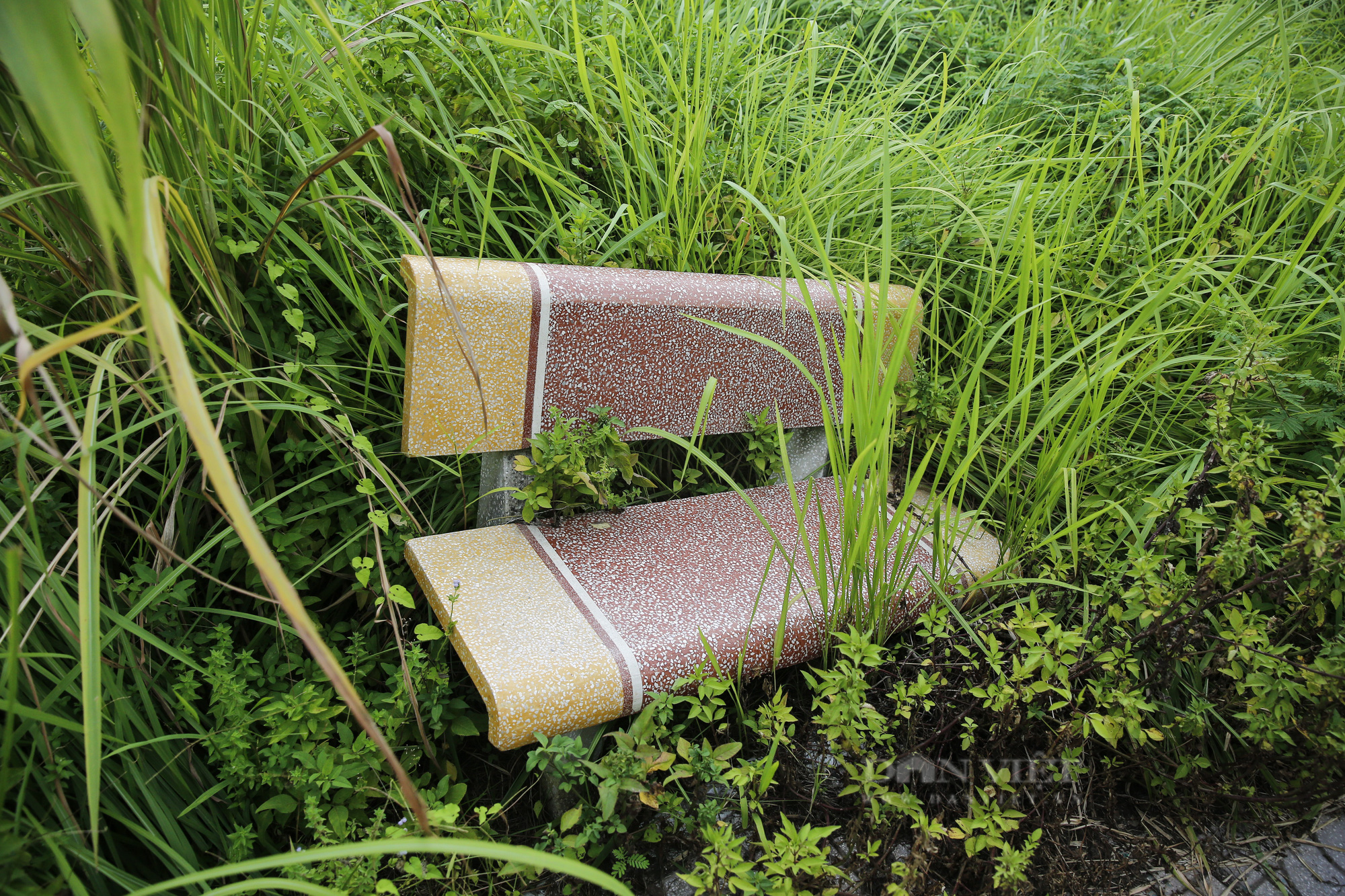Hà Nội: Cây chết khô, ghế gãy, cỏ mọc um tùm tại công viên phường Trần Phú - Ảnh 3.