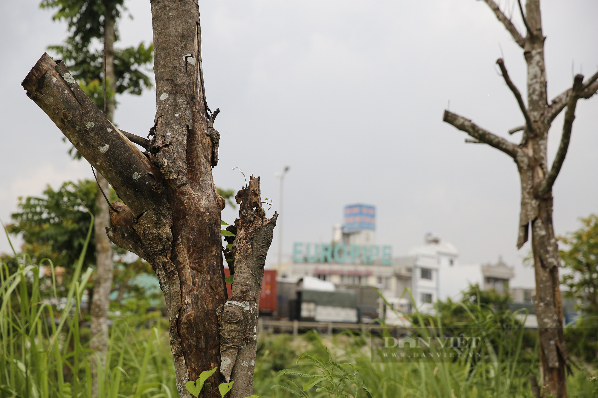 Hà Nội: Cây chết khô, ghế gãy, cỏ mọc um tùm tại công viên phường Trần Phú - Ảnh 8.