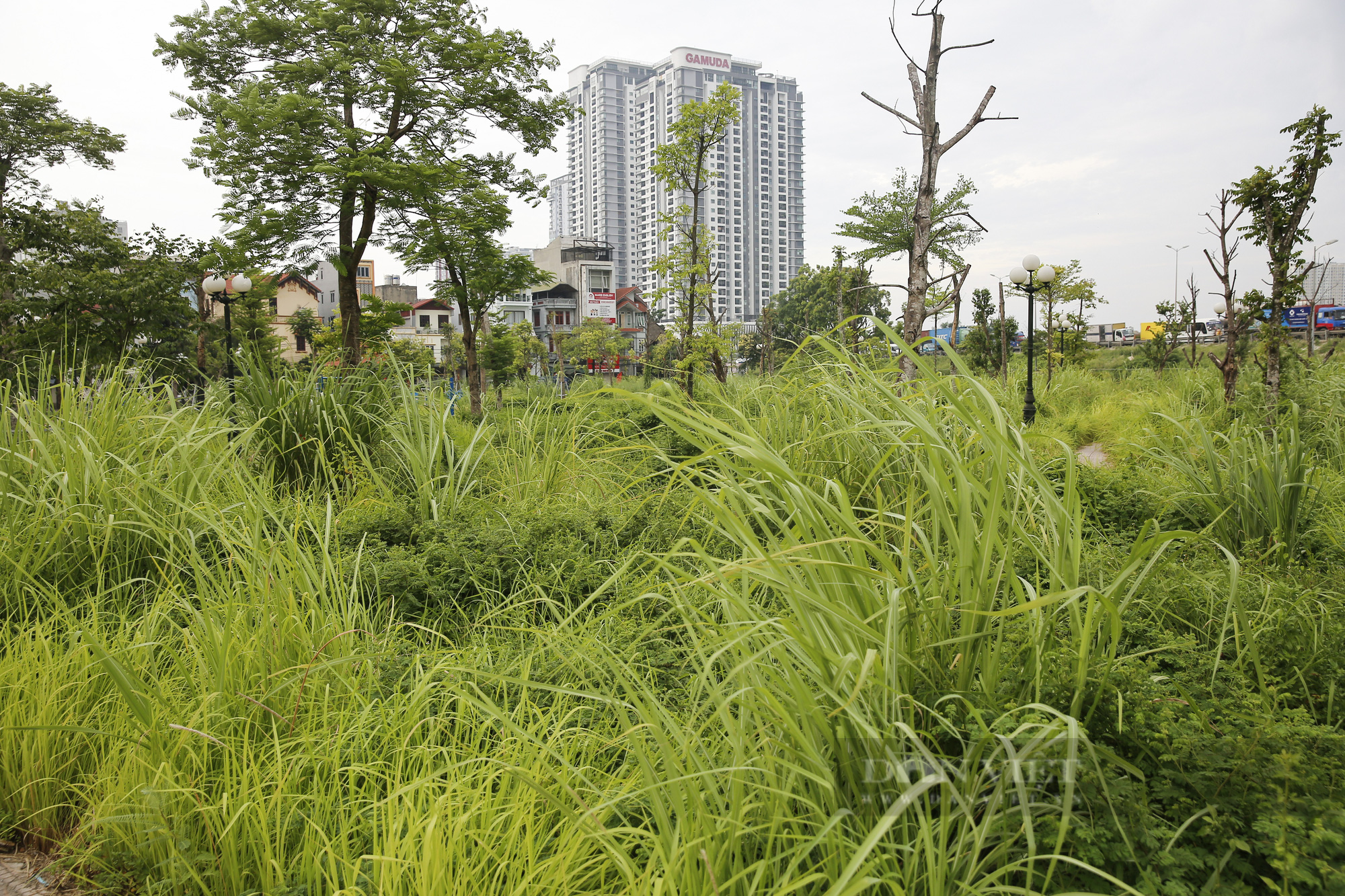 Hà Nội: Cây chết khô, ghế gãy, cỏ mọc um tùm tại công viên phường Trần Phú - Ảnh 10.