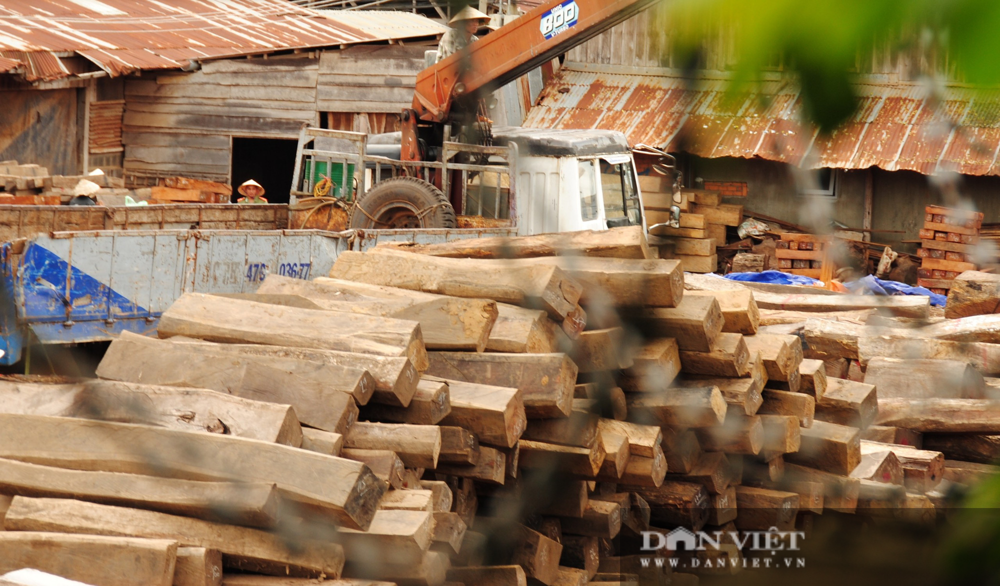 Vụ sai phạm tại Cục THADS Đắk Lắk: Đề nghị bồi thường đối với chủng loại gỗ quý bị đánh tráo - Ảnh 2.