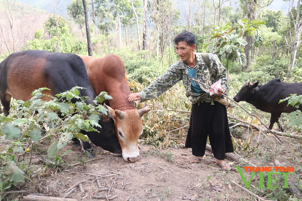 Nuôi toàn trâu, bò to bự, hội viên nông dân Sơn La có ngay trăm triệu/năm  - Ảnh 3.