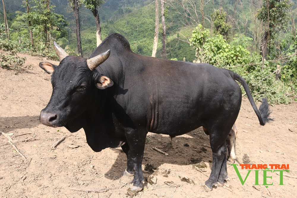 Nuôi toàn trâu, bò to bự, hội viên nông dân Sơn La có ngay trăm triệu/năm  - Ảnh 4.
