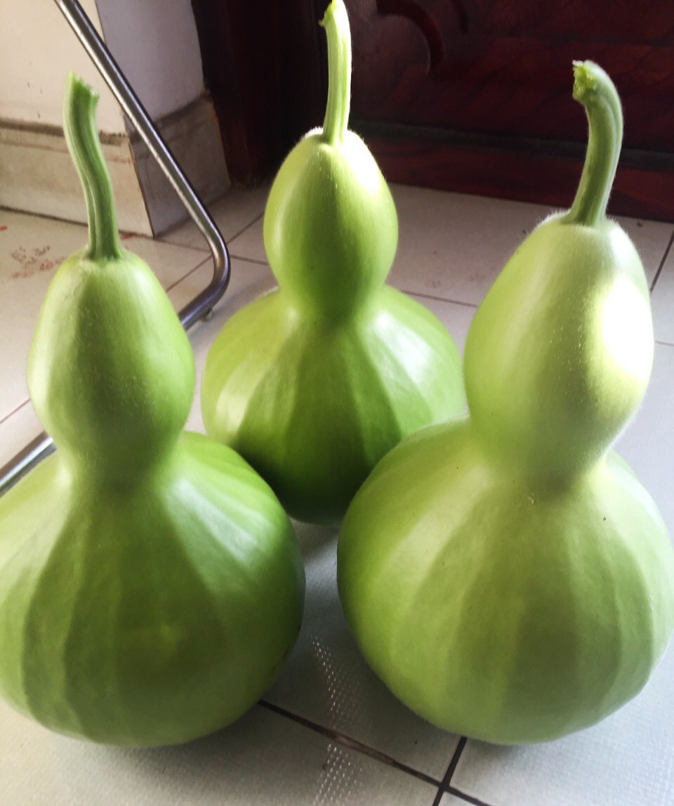 Ông bố 2 con ở Sài Gòn trồng toàn rau trái lạ có kích thước khổng lồ, bí 34kg, mướp đắng to bằng chai 1,5l - Ảnh 4.