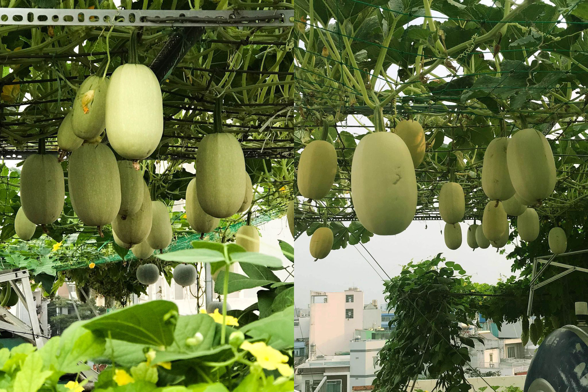 Ông bố 2 con ở Sài Gòn trồng toàn rau trái lạ có kích thước khổng lồ, bí 34kg, mướp đắng to bằng chai 1,5l - Ảnh 10.
