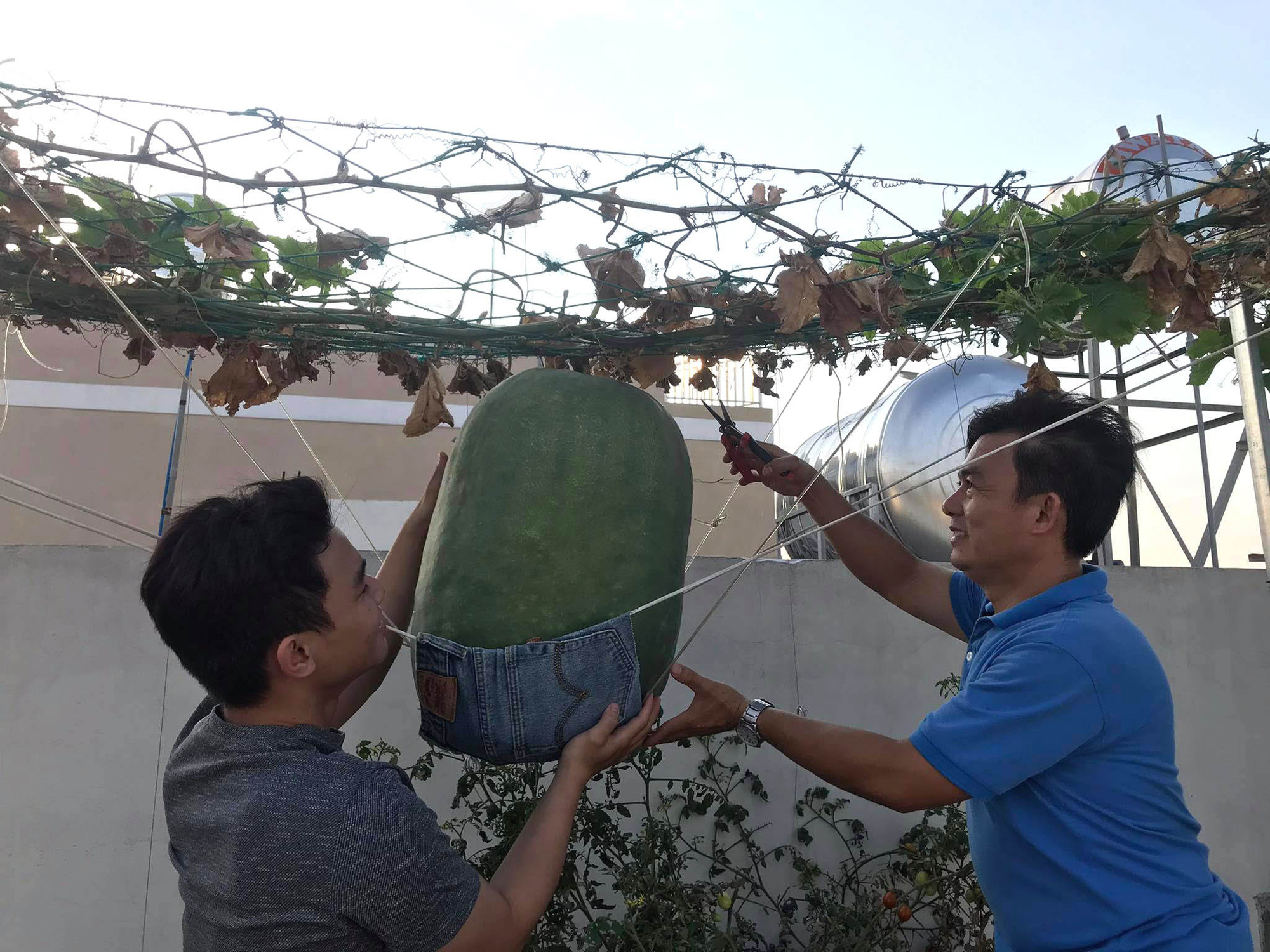 Ông bố 2 con ở Sài Gòn trồng toàn rau trái lạ có kích thước khổng lồ, bí 34kg, mướp đắng to bằng chai 1,5l - Ảnh 11.