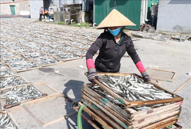 Quảng Trị: Trúng đậm &quot;lộc biển&quot;, tàu đánh cá nối đuôi nhau cập bến cảng, ngư dân thu hàng chục triệu mỗi ngày - Ảnh 2.