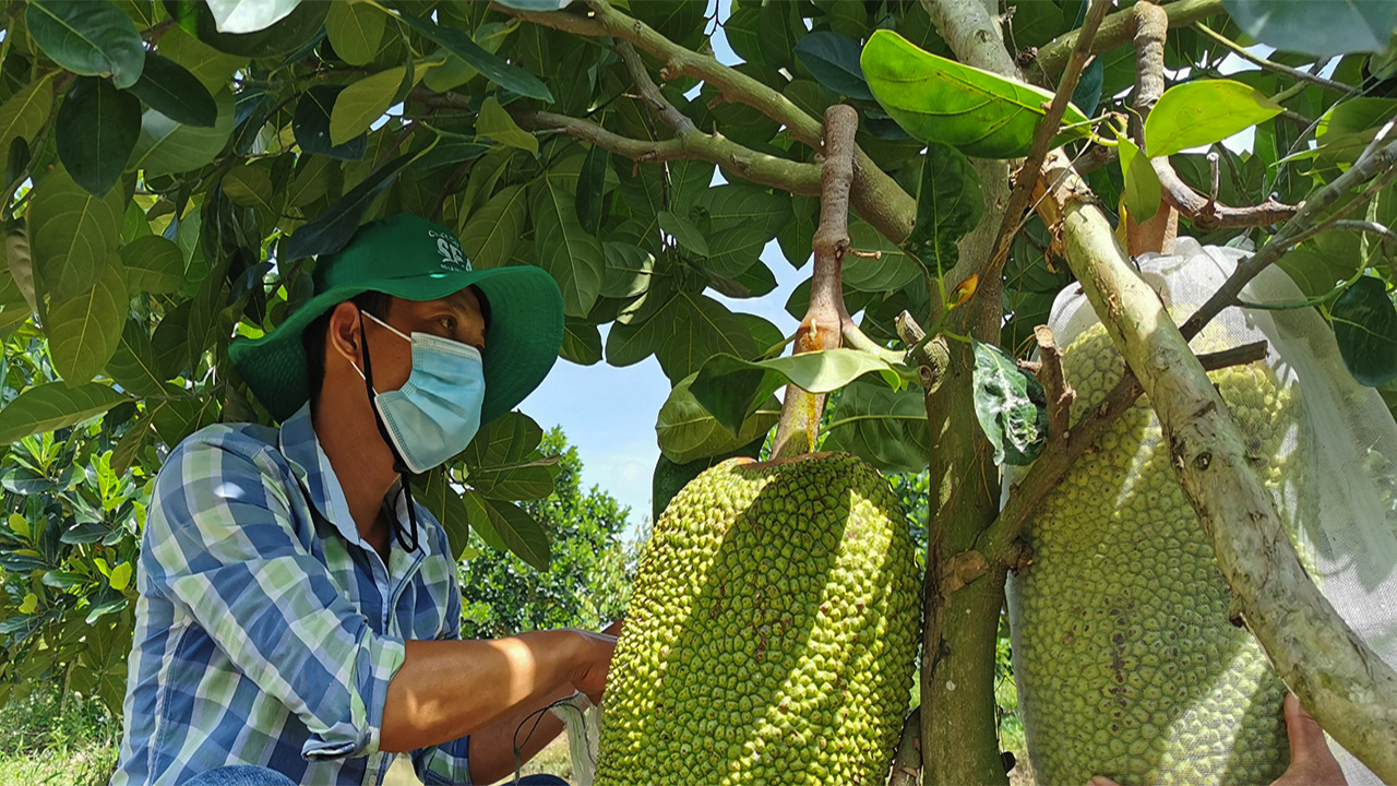 Giá mít Thái hôm nay 25/6: Mùa mưa bón phân gì tốt nhất, tạo sao nhất định phải làm sạch cỏ vườn mít Thái? - Ảnh 1.