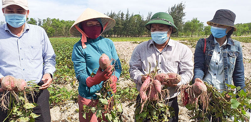 Quảng Trị: Trồng thứ cây dây bò trên đồng đất cát, cuốc khẽ 1 nhát bung ra toàn củ to, thương lái mua hết sạch - Ảnh 1.