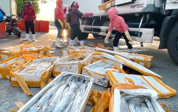 Quảng Bình: Đối tác Trung Quốc ngừng thu mua, loài cá đặc sản dài ngoẵng này bán rẻ mạt chưa từng thấy - Ảnh 1.