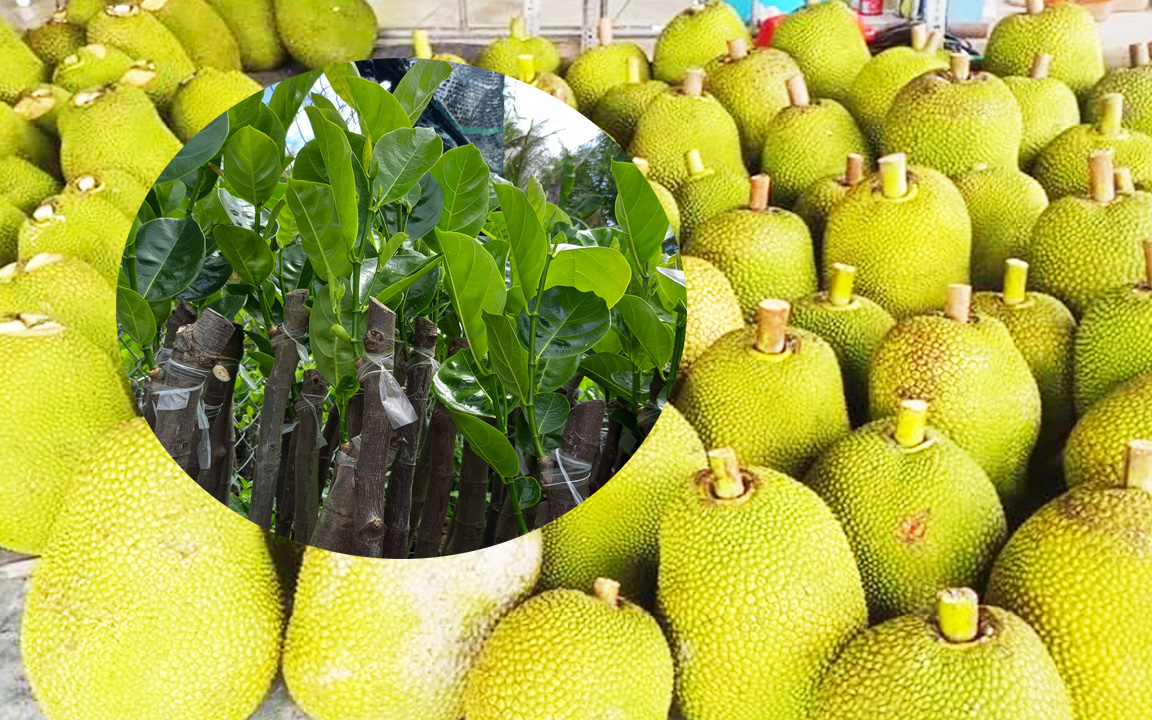 Giá mít Thái hôm nay 26/6: Giá mít giống siêu rẻ, nhà vườn tung đủ &quot;chiêu&quot; đẩy hàng, kéo khách