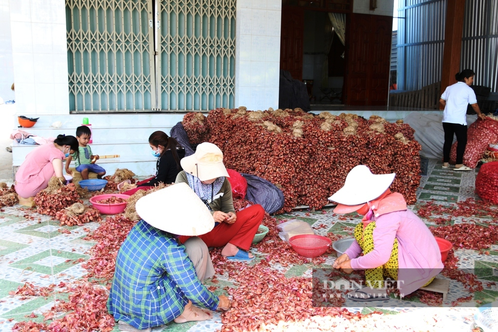 Ninh Thuận: Hành tím rớt giá thê thảm, nông dân kêu gọi giải cứu - Ảnh 1.