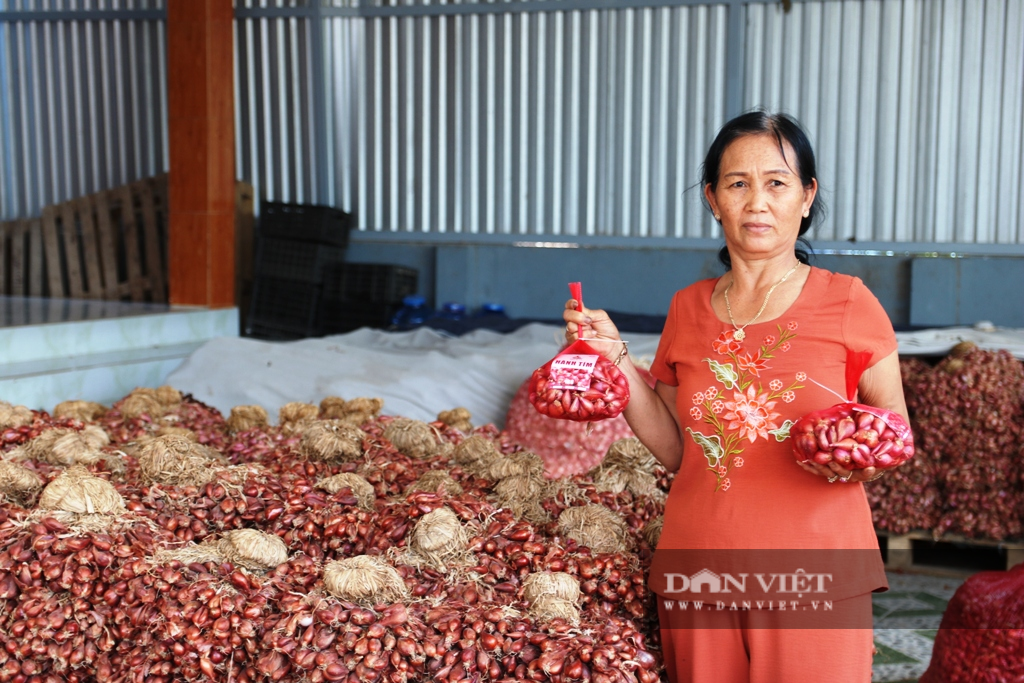 Ninh Thuận: Hành tím rớt giá thê thảm, nông dân kêu gọi giải cứu - Ảnh 5.