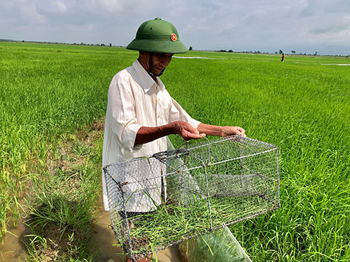 Bình Thuận: Ai dè vật dụng có cái tên &quot;bẫy cây trồng&quot; lại đem đi dụ bắt được la liệt chuột đồng - Ảnh 2.