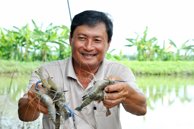 Nuôi tôm càng xanh trong ao  Farmvina Nông Nghiệp