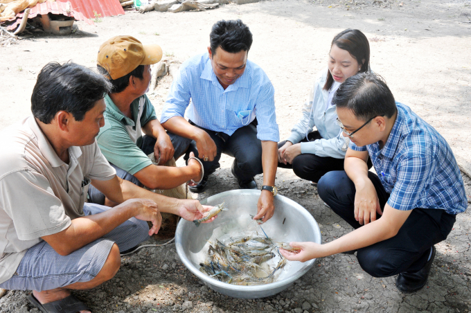 Nuôi tôm càng xanh toàn con đực, cho ăn thêm trái cây, cứ bắt 20 con nông dân bán được 160.000 đồng - Ảnh 6.