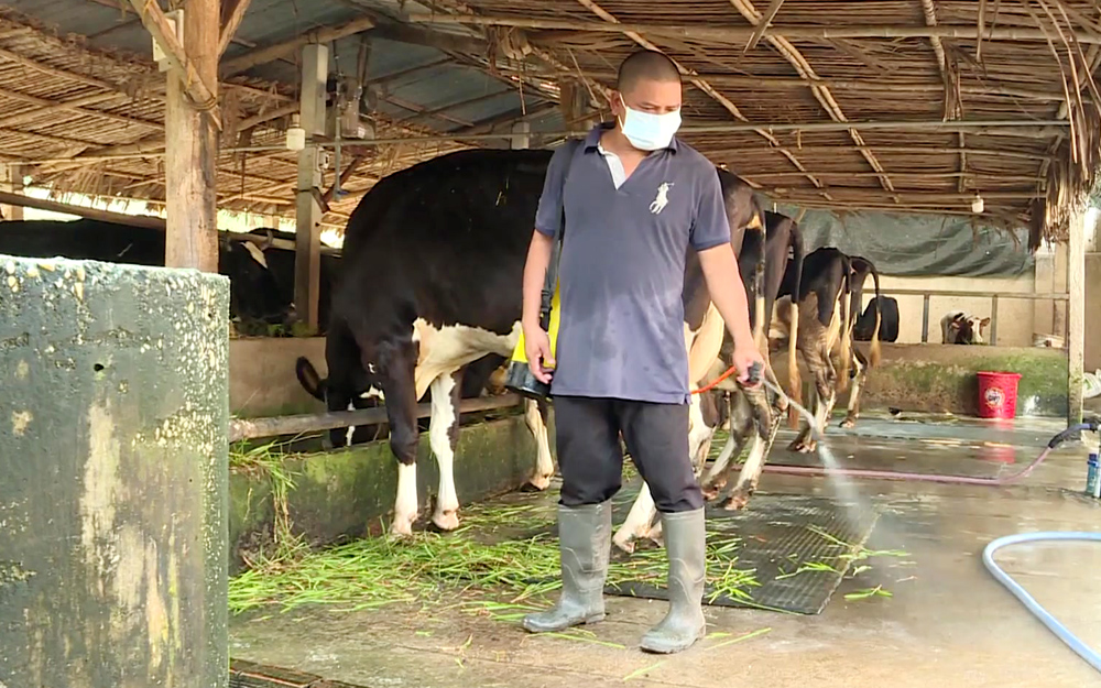 Bệnh viêm da nổi cục trâu bò xuất hiện ở Đồng Nai, nhiều tỉnh, thành phố phía Nam cảnh giác cao độ