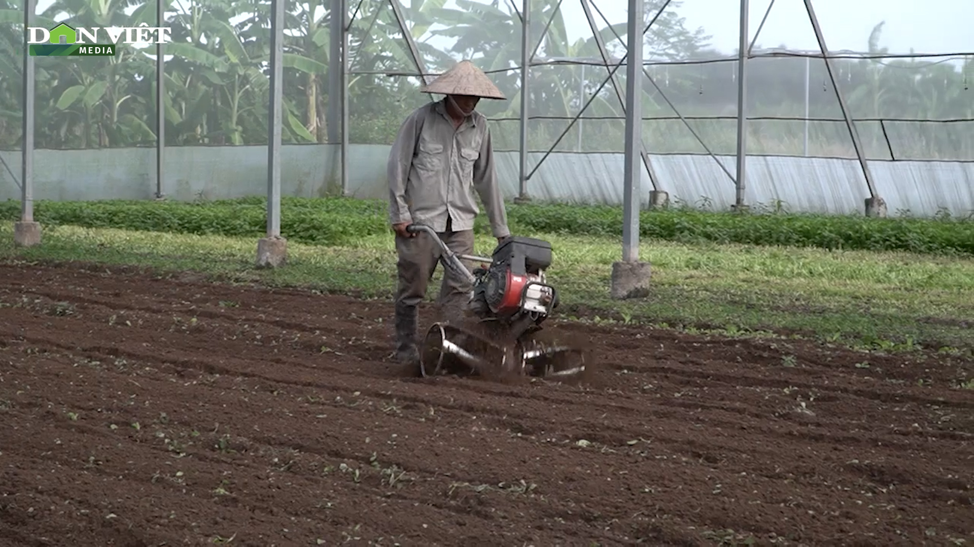 Bí kíp trồng rau baby trái vụ siêu năng suất của nông dân Thường Tín - Ảnh 2.