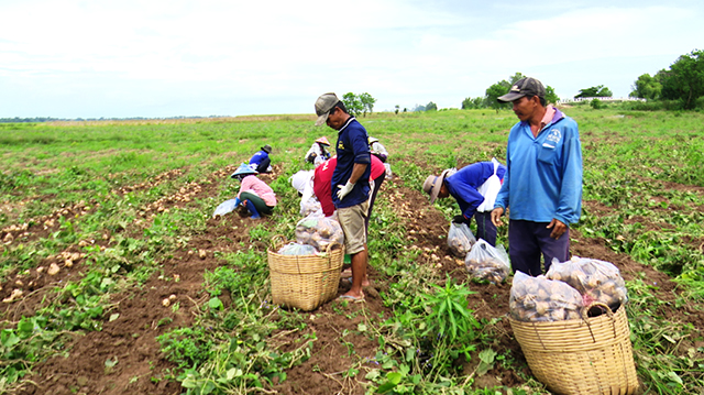 Đồng Tháp: Trồng sắn, cuốc 1 nhát bật lên toàn củ to, bóc vỏ ra trắng như bạch ngọc, bán rẻ mạt, dân chán - Ảnh 1.