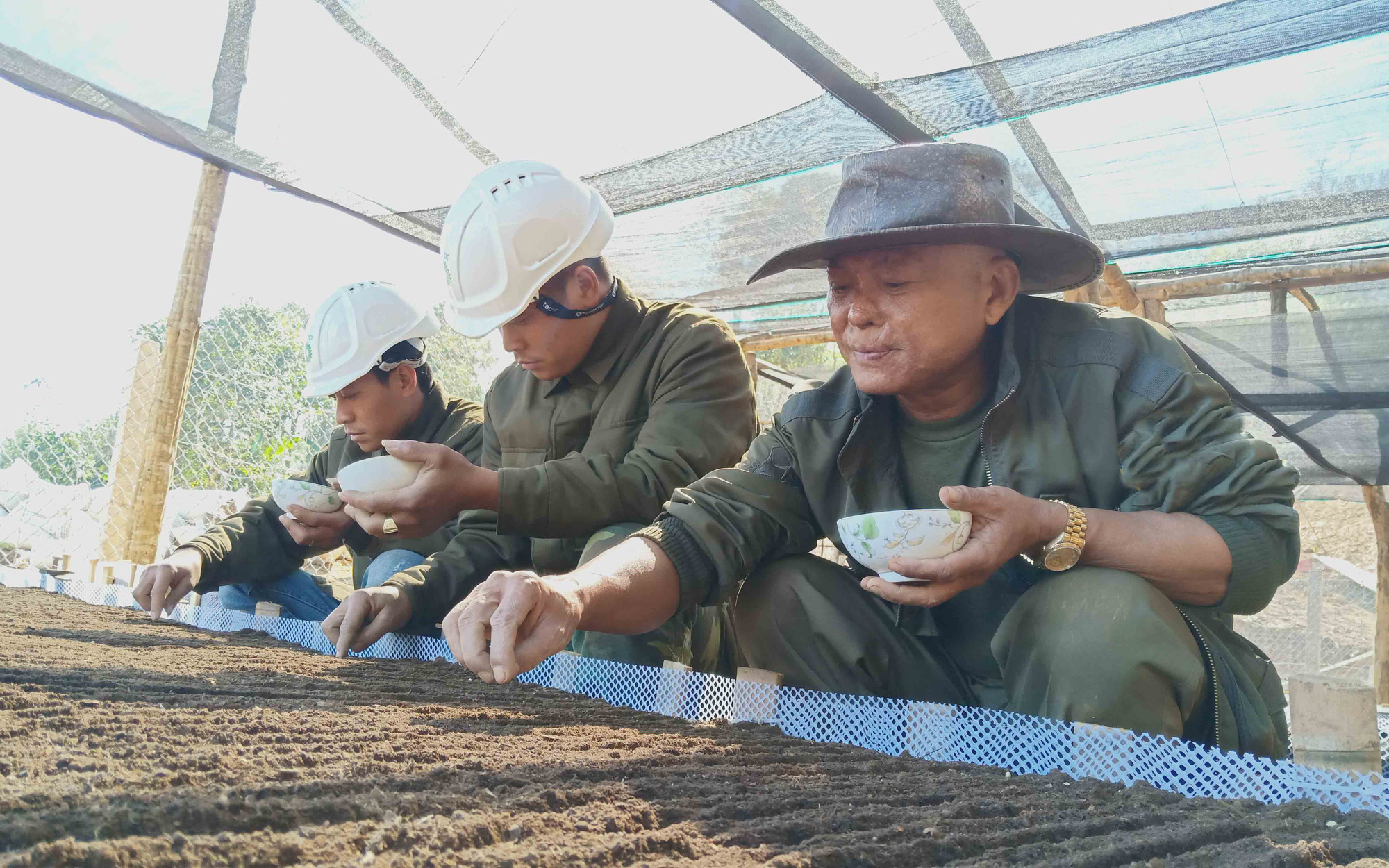 Chuyện “gã gàn” bắt sâm Ngọc Linh “sống” ở Sơn La