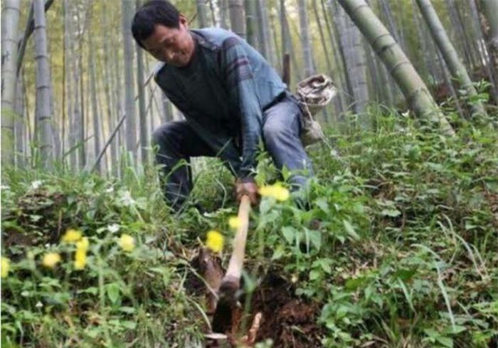 Lên núi lấy măng, ông nông dân vô tình đào trúng hai quả trứng, ngờ đâu chuyên gia định giá 2,8 tỷ đồng - Ảnh 1.