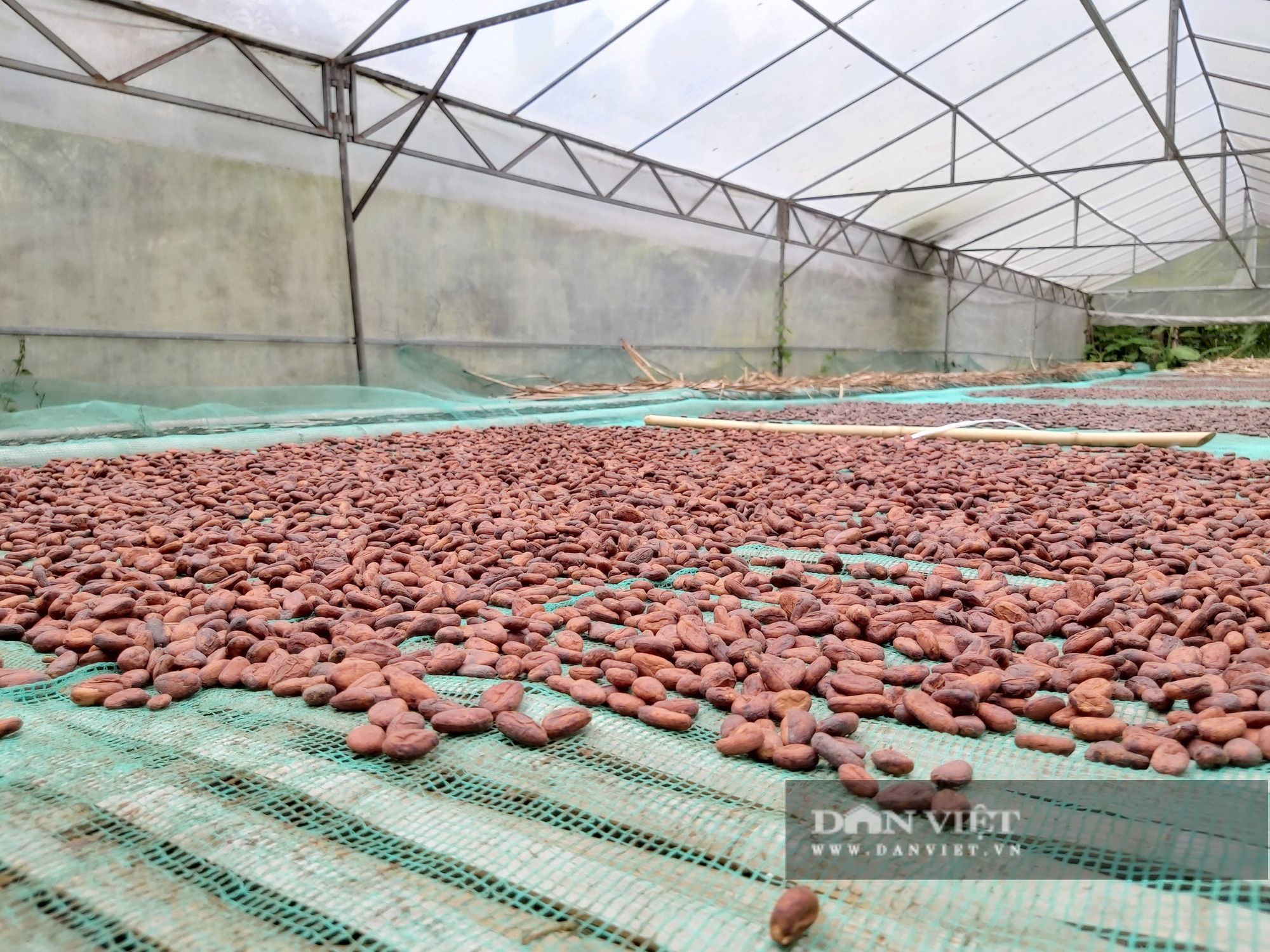 Chán làm tiến sĩ, Phạm Hồng Phước bỏ nghề về vườn tạo ra dòng socola đắt nhất Việt Nam - Ảnh 4.