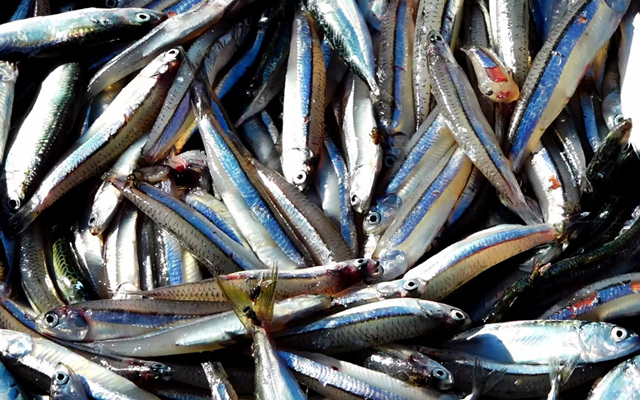 Ngoài nhu cầu sấy khô để xuất khẩu, cá cơm Bình Thuận còn là nguồn nguyên liệu chính để làm nước mắm. (Ảnh: Ngọc Lân)