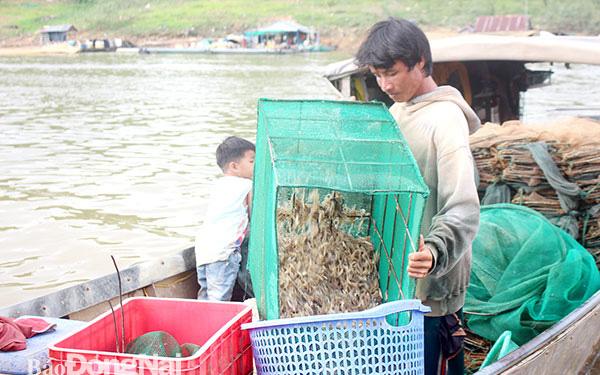 Đồng Nai: Bắt cá tôm trên hồ thủy điện Trị An, cá sống bán đắt, cá chết ướp đá lái vẫn &quot;khuân&quot; sạch