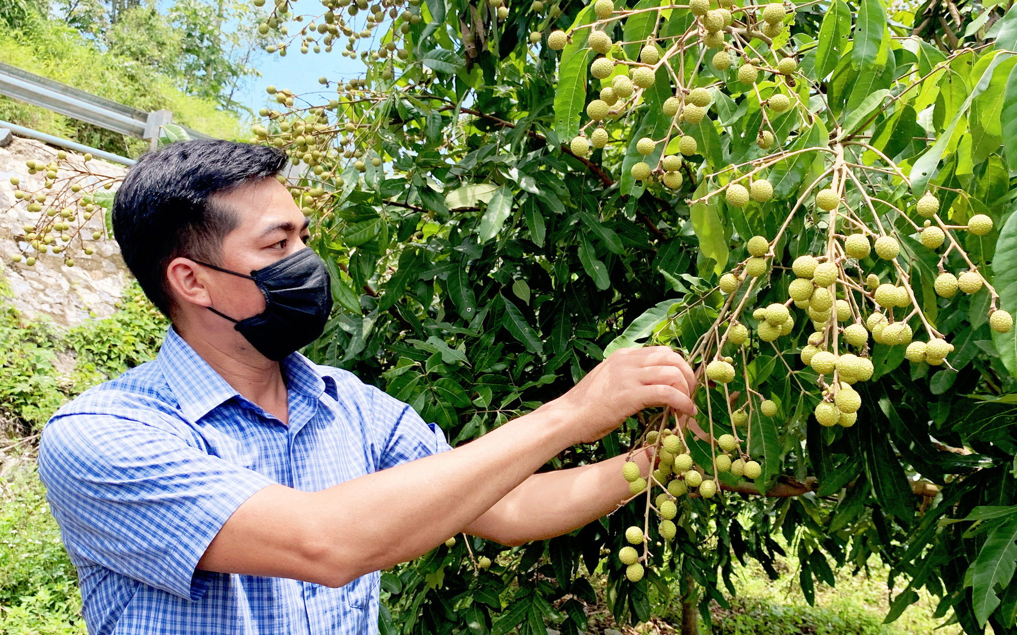 Lai Châu: Phát triển cây ăn quả có giá trị kinh tế cao để giảm nghèo bền vững