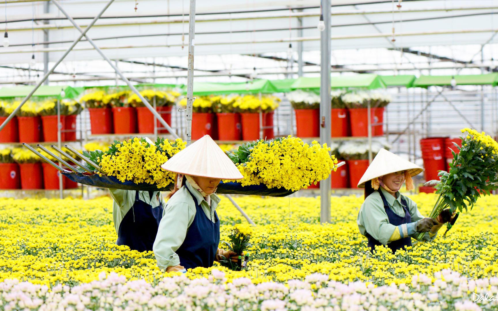 Lâm Đồng kiến nghị cho Dalat Hasfarm sử dụng lượng hạn chế Glyphosate cho hoa, châu Âu xác nhận Glyphosate không gây ung thư