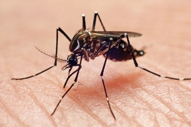 Muỗi đột biến mang 'gen tử thần' là một giải pháp sinh học đối với loài người? - Ảnh 1.