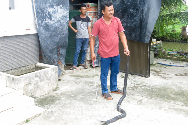 Sóc Trăng: Một nông dân nuôi hàng ngàn con rắn hổ mang, nhiều con dài 2m trông phát khiếp - Ảnh 1.