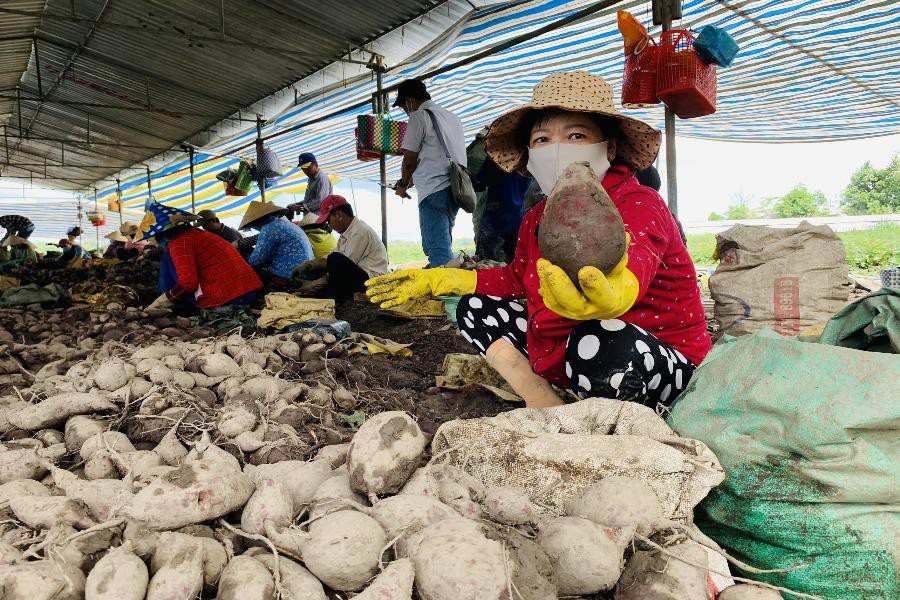 Vĩnh Long: Giá 1 ký khoai lang không bằng ly trà đá, nông dân trắng tay