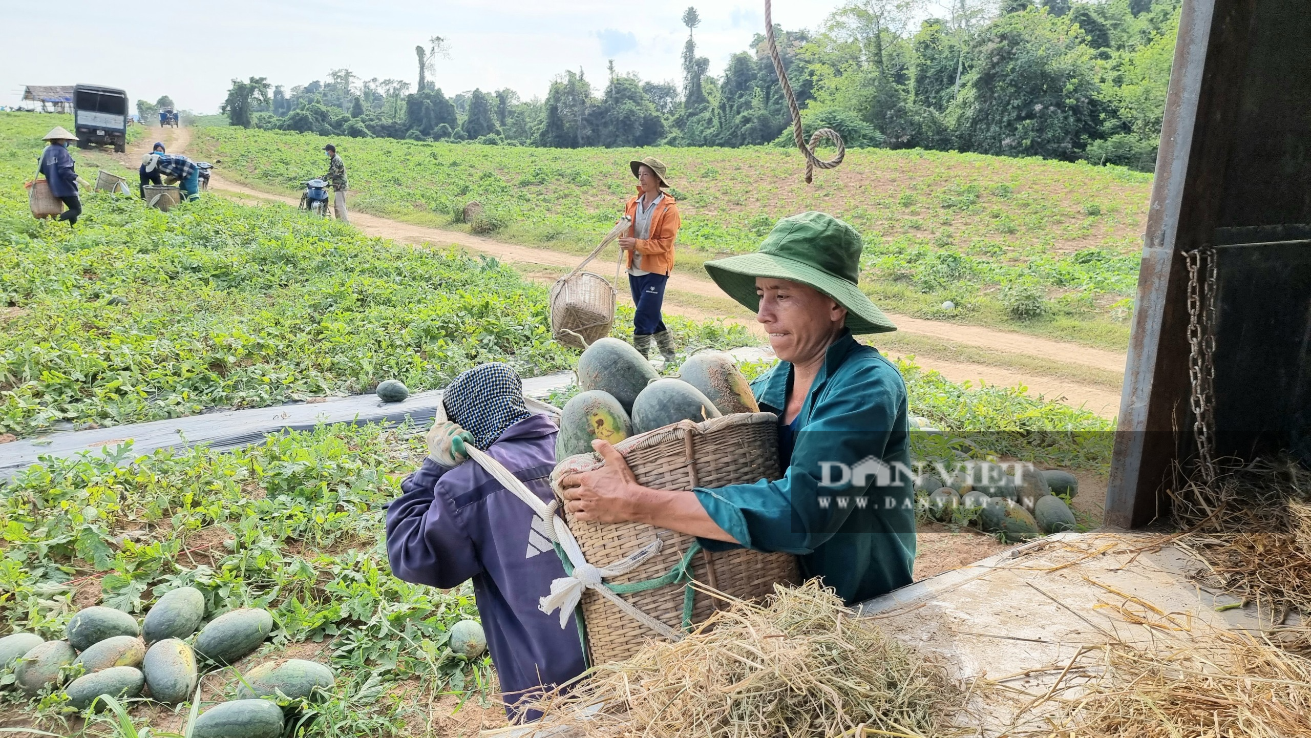 Nông dân Thanh Hóa “chang” dưới nắng nóng 38 độ C thu hoạch dưa hấu - Ảnh 3.