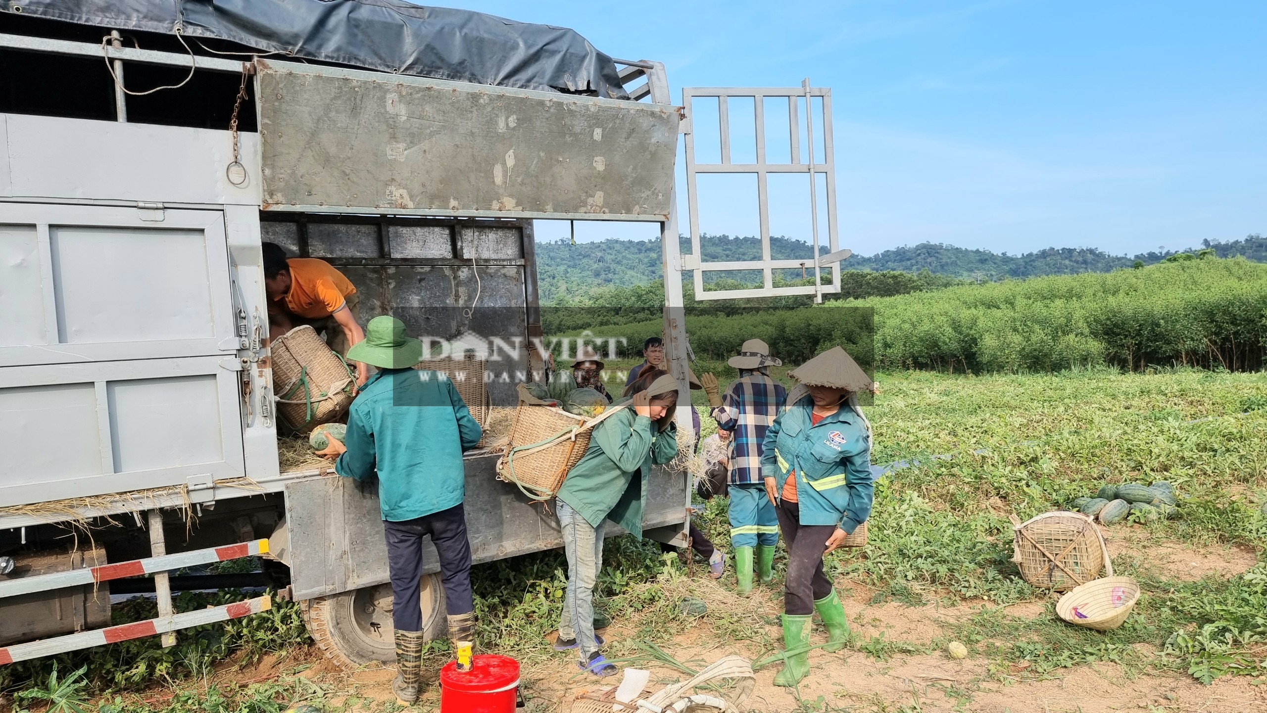 Nông dân Thanh Hóa “chang” dưới nắng nóng 38 độ C thu hoạch dưa hấu - Ảnh 6.