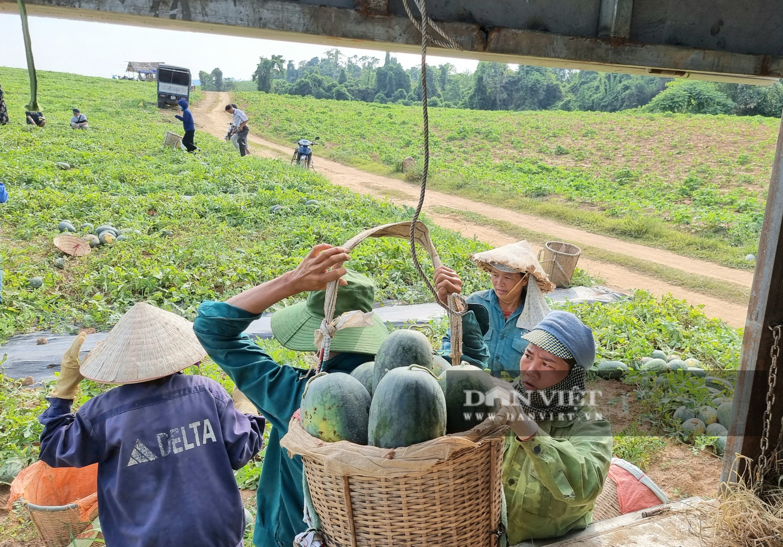 Nông dân Thanh Hóa “chang” dưới nắng nóng 38 độ C thu hoạch dưa hấu - Ảnh 8.