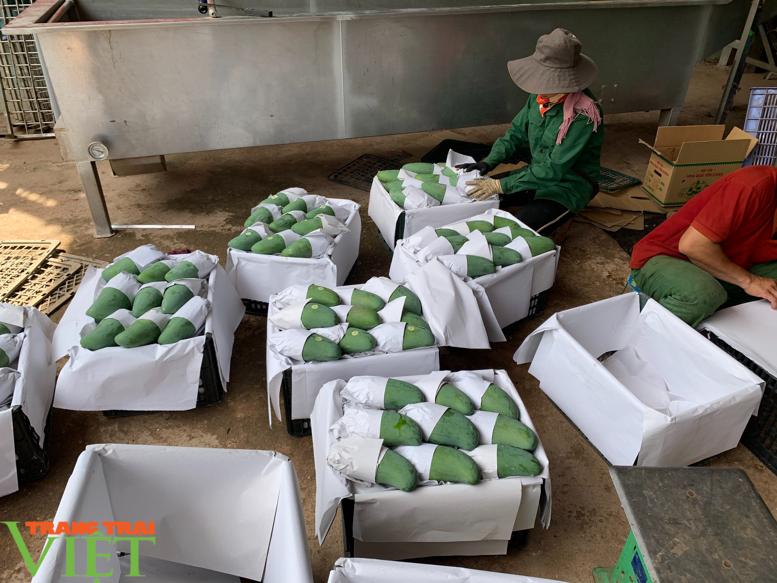 Hội Nông dân tỉnh Sơn La hỗ trợ tiêu thụ nông sản cho nông dân - Ảnh 2.