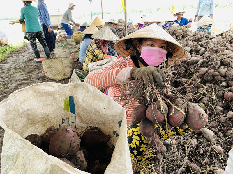 Vĩnh Long: Giá 1 ký khoai lang không bằng ly trà đá, nông dân trắng tay - Ảnh 2.